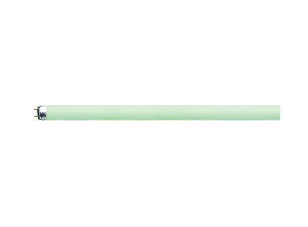 Osram 36W lysrør for GLP startube, GRØNN T8